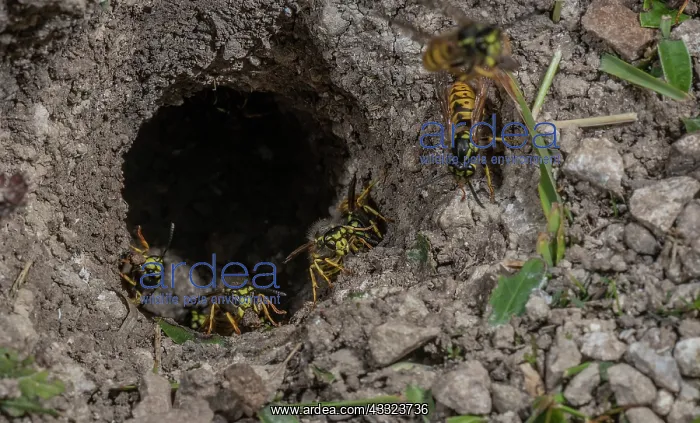 : German Wasp, Vespula germanica, workers around the : German Wasp, Vespula germanica, workers around the