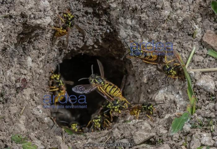 : German Wasp, Vespula germanica, workers around the : German Wasp, Vespula germanica, workers around the