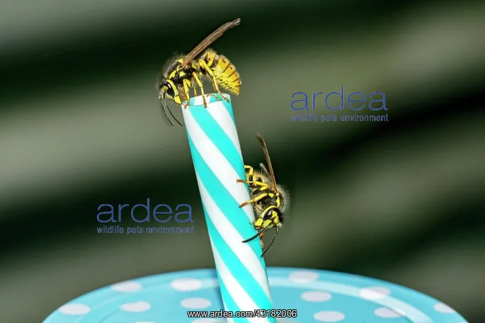 : German wasps (Vespula germanica), two animals on : German wasps (Vespula germanica), two animals on