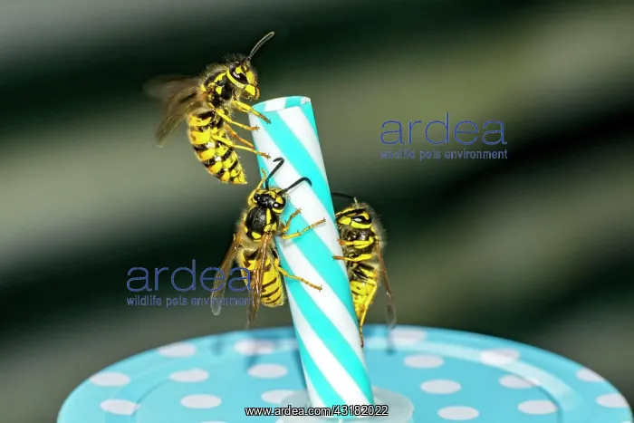  : German wasps (Vespula germanica), three animals