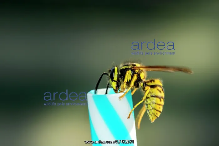 : German wasps (Vespula germanica), on drinking straw : German wasps (Vespula germanica), on drinking straw