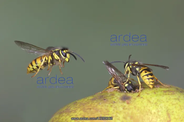 : German wasps (Vespula germanica) eat a pear, Germany : German wasps (Vespula germanica) eat a pear, Germany