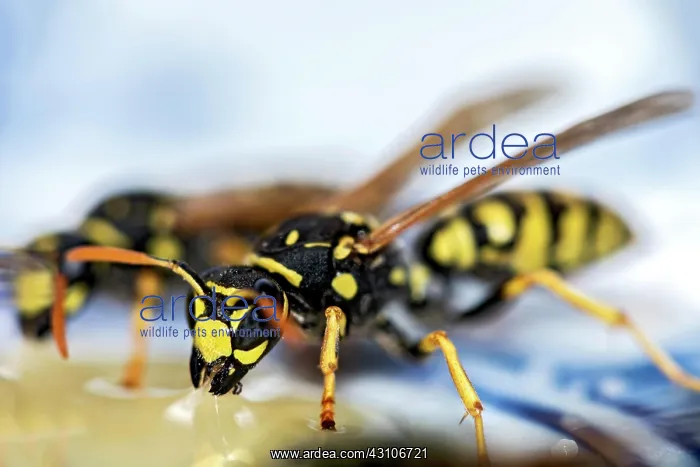 : German wasps (Vespula germanica) eating honey on : German wasps (Vespula germanica) eating honey on