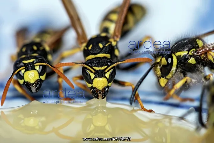 : German wasps (Vespula germanica) eating honey on : German wasps (Vespula germanica) eating honey on