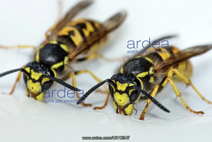 : German wasps (Vespula germanica) eating honey on : German wasps (Vespula germanica) eating honey on