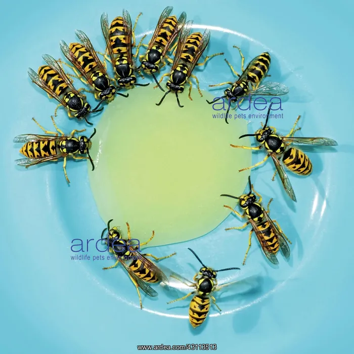 : German wasps (Vespula germanica) feeding on a drop : German wasps (Vespula germanica) feeding on a drop