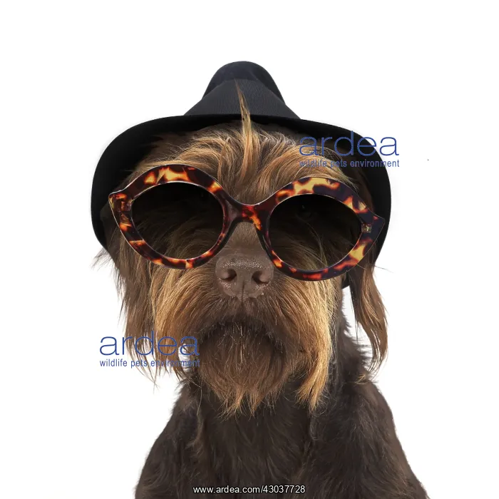 : German wire-haired Pionter Dog wearing trilby hat : German wire-haired Pionter Dog wearing trilby hat