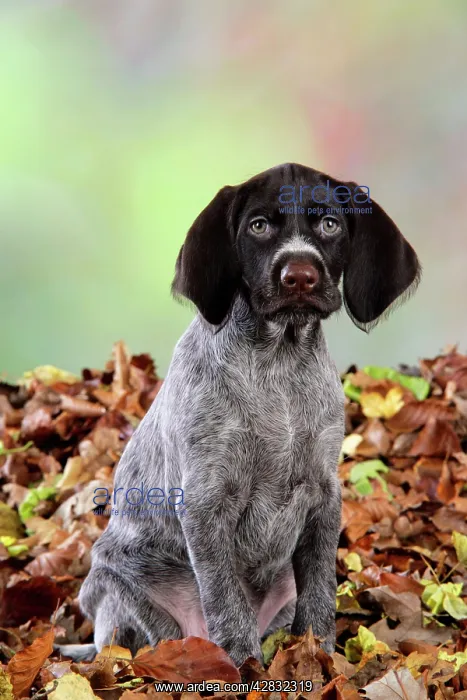: German Wire-Haired Pointer Dog - puppy (8 weeks : German Wire-Haired Pointer Dog - puppy (8 weeks