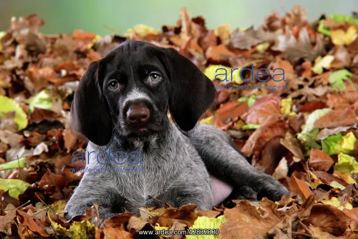 : German Wire-Haired Pointer Dog - puppy (8 weeks : German Wire-Haired Pointer Dog - puppy (8 weeks