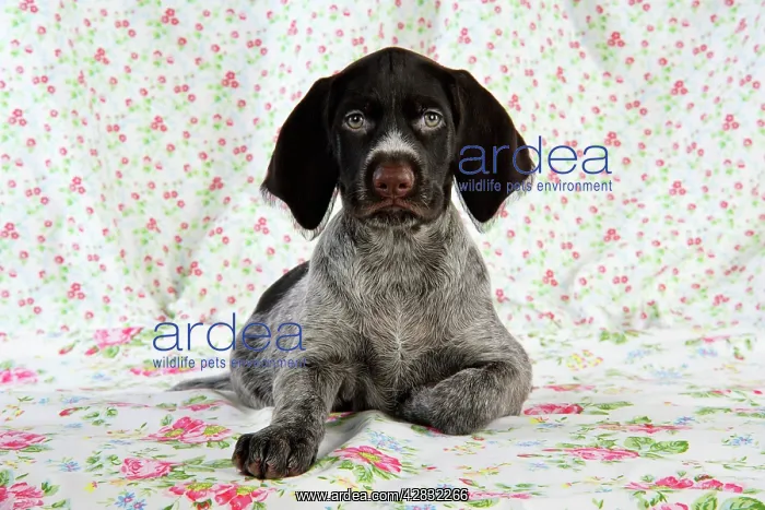 : German Wire-Haired Pointer Dog - puppy (8 weeks old) : German Wire-Haired Pointer Dog - puppy (8 weeks old)