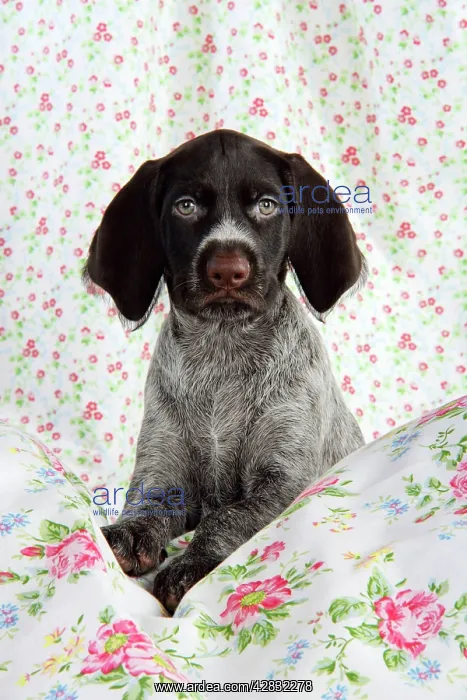 : German Wire-Haired Pointer Dog - puppy (8 weeks old) : German Wire-Haired Pointer Dog - puppy (8 weeks old)