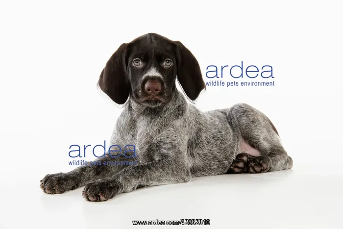 : German Wire-Haired Pointer Dog - puppy (8 weeks old) : German Wire-Haired Pointer Dog - puppy (8 weeks old)