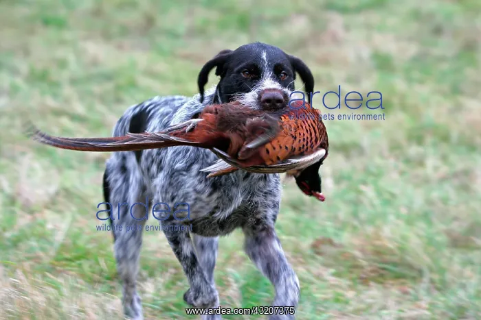 : German Wirehaired Pointer, hound, fetching a hunted : German Wirehaired Pointer, hound, fetching a hunted