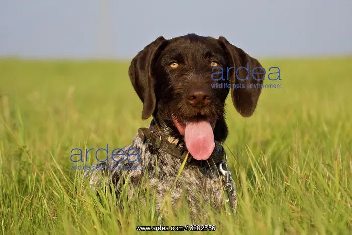 : German Wirehaired Pointer, hunting dog, lying on : German Wirehaired Pointer, hunting dog, lying on