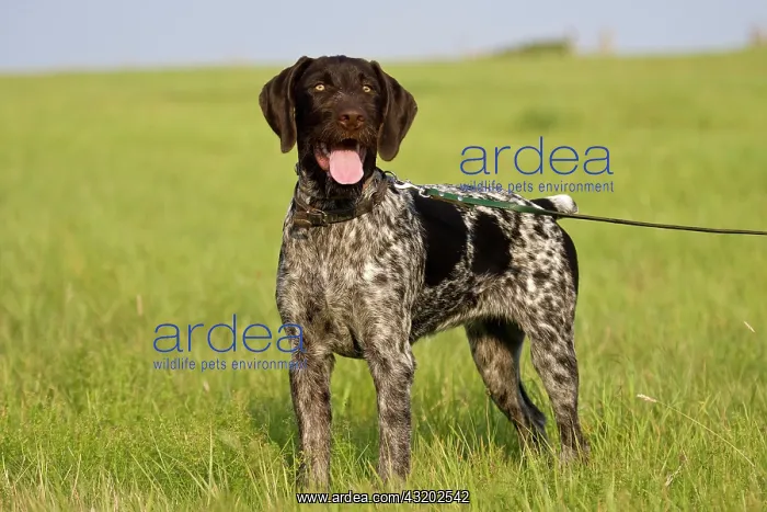 : German Wirehaired Pointer, hunting dog, standing : German Wirehaired Pointer, hunting dog, standing