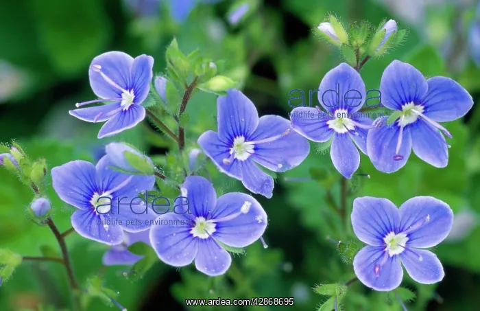 : Germander SPEEDWELL : Germander SPEEDWELL