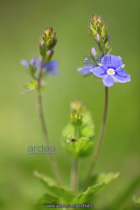 : Germander Speedwell : Germander Speedwell