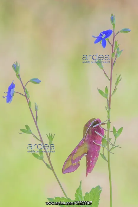 : Germander Speedwell : Germander Speedwell
