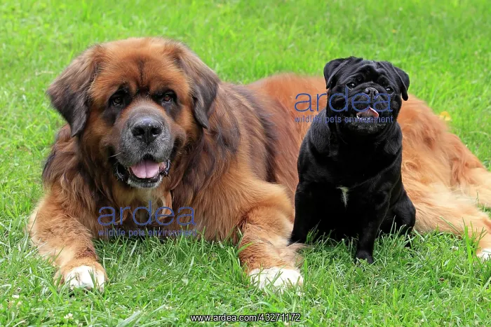 : A Germanic beardog and a black pug, friends : A Germanic beardog and a black pug, friends