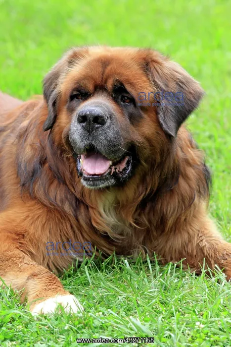 : Germanic beardog, resting : Germanic beardog, resting
