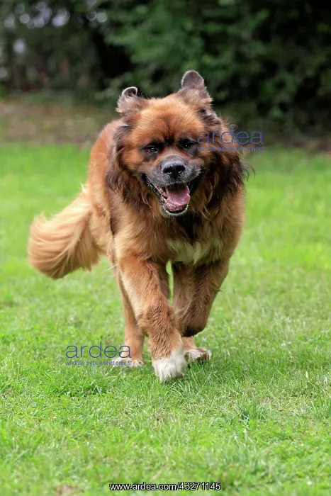 : Germanic beardog, running : Germanic beardog, running
