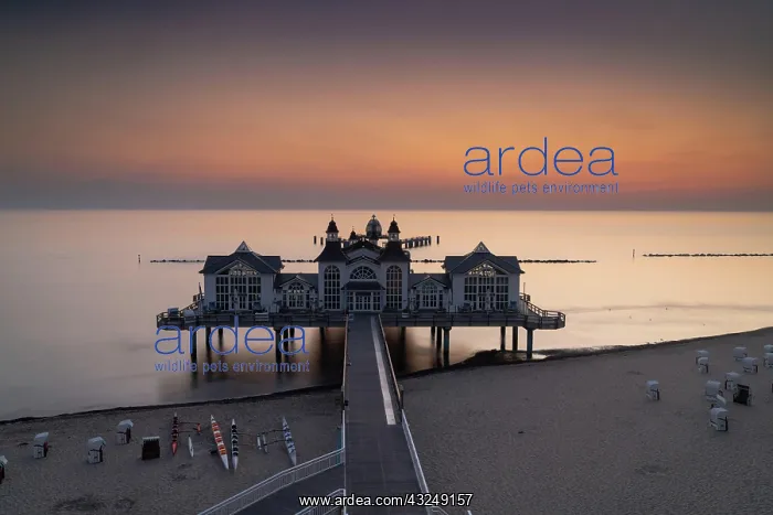 : Germany - 15 August 2020: view of the Sellin pier : Germany - 15 August 2020: view of the Sellin pier