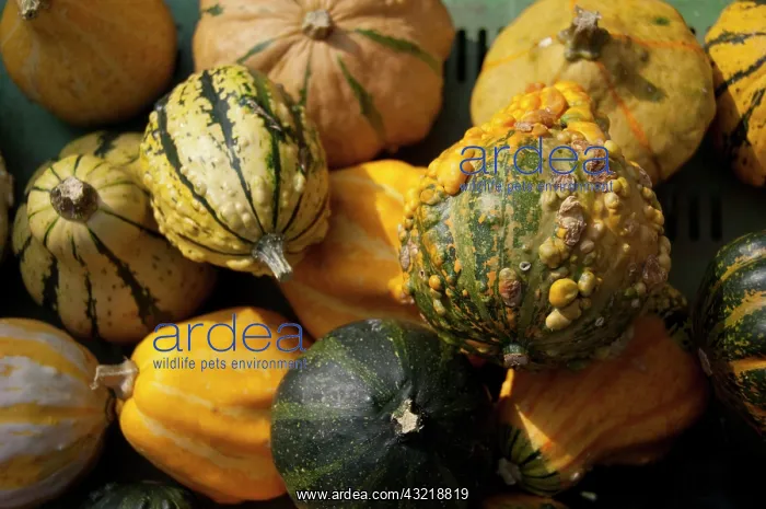 : Germany, Bavaria, Passau. Open-air farmer's : Germany, Bavaria, Passau. Open-air farmer's