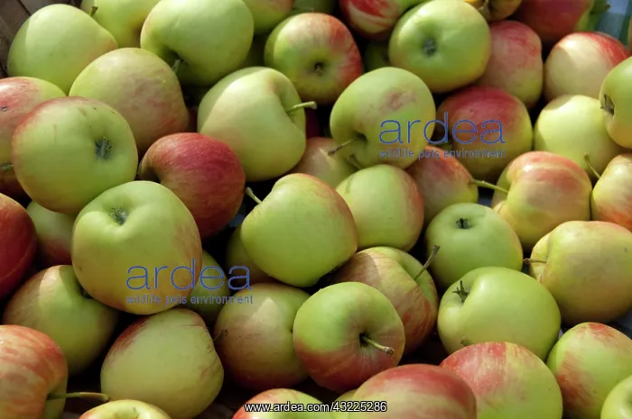  : Germany, Bavaria, Passau. Open-air farmer's