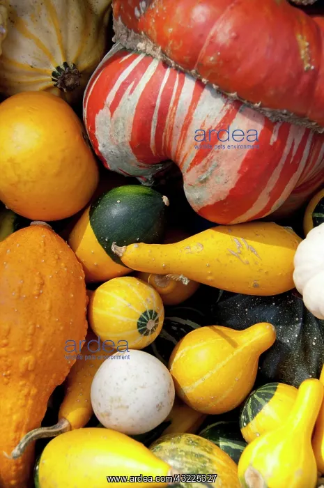 : Germany, Bavaria, Passau. Open-air farmer's : Germany, Bavaria, Passau. Open-air farmer's