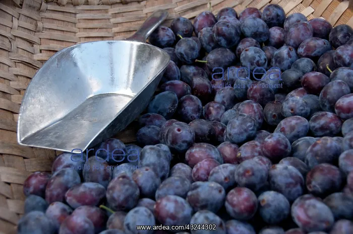 : Germany, Bavaria, Passau. Open-air farmer's : Germany, Bavaria, Passau. Open-air farmer's