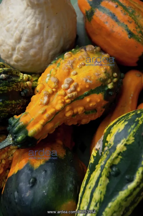 : Germany, Bavaria, Passau. Open-air farmer's : Germany, Bavaria, Passau. Open-air farmer's