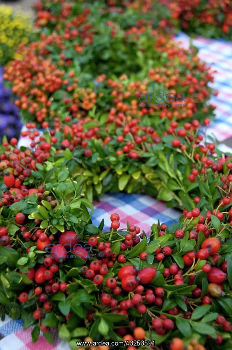 : Germany, Bavaria, Passau. Open-air farmer's : Germany, Bavaria, Passau. Open-air farmer's