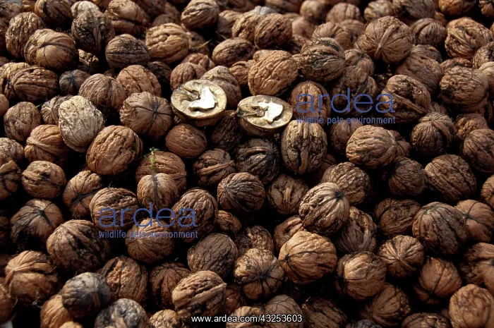 : Germany, Bavaria, Passau. Open-air farmer's : Germany, Bavaria, Passau. Open-air farmer's