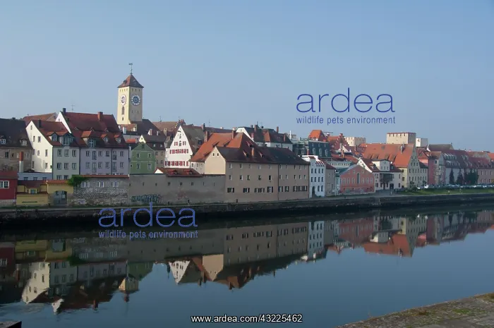 : Germany, Bavaria, Regensburg. Early morning : Germany, Bavaria, Regensburg. Early morning