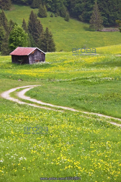 : Germany, Bayern-Bavaria, Deutsche Alpenstrasse : Germany, Bayern-Bavaria, Deutsche Alpenstrasse