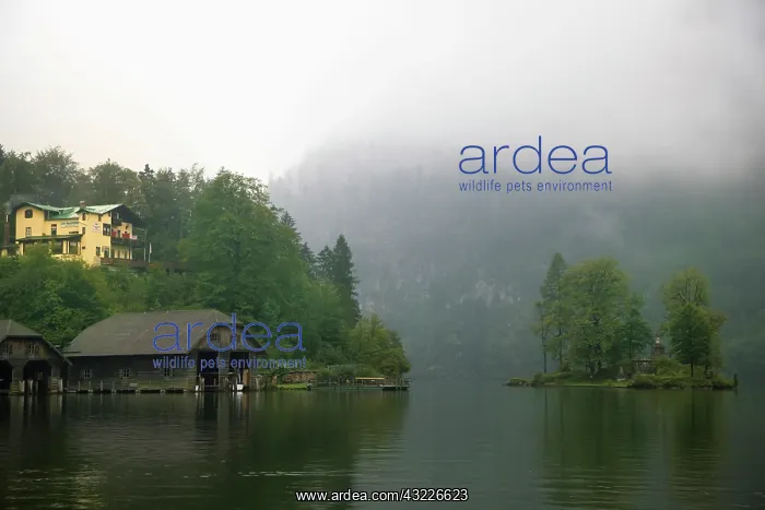 : Germany, Berchtesgaden. A misty morning : Germany, Berchtesgaden. A misty morning