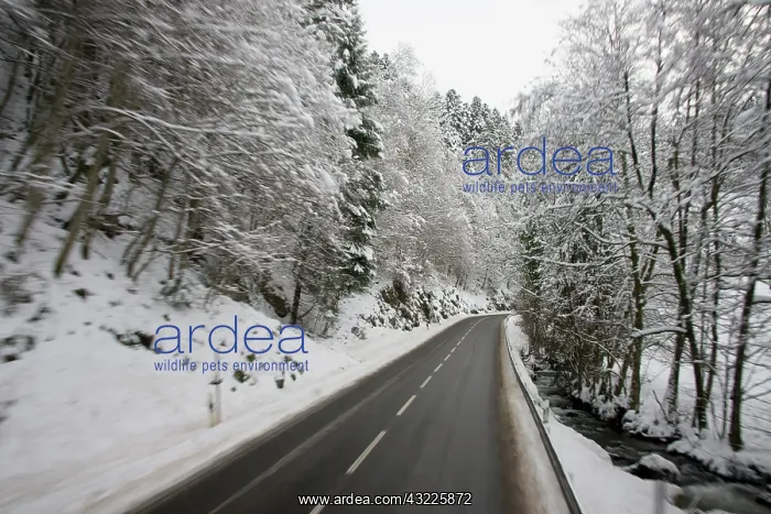 : Germany, Black Forest, Hollsteig. Black : Germany, Black Forest, Hollsteig. Black
