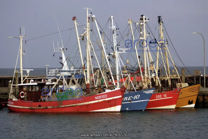: Germany - Fishing Boats in harbour. Island of Sylt : Germany - Fishing Boats in harbour. Island of Sylt