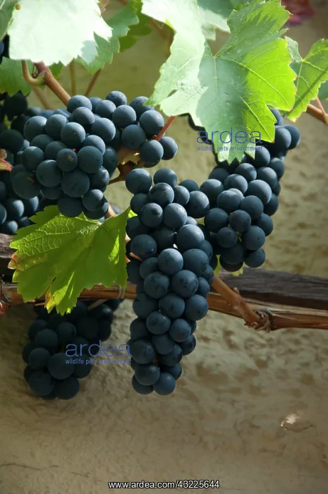 : Germany, Franconia, Rothenburg. Ripe grapes : Germany, Franconia, Rothenburg. Ripe grapes