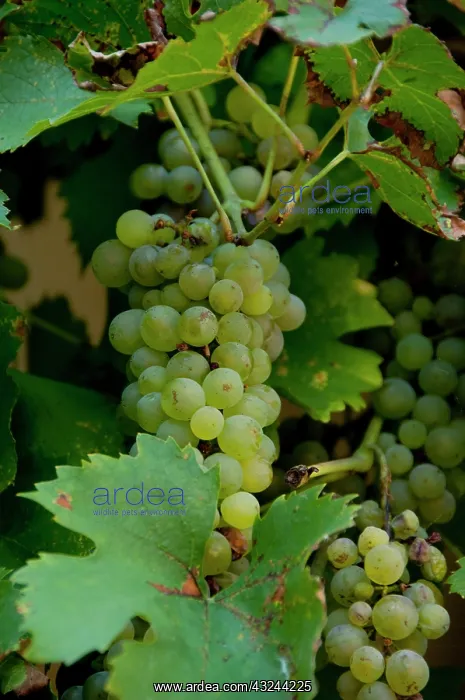 : Germany, Franconia, Wertheim. Grapes used : Germany, Franconia, Wertheim. Grapes used