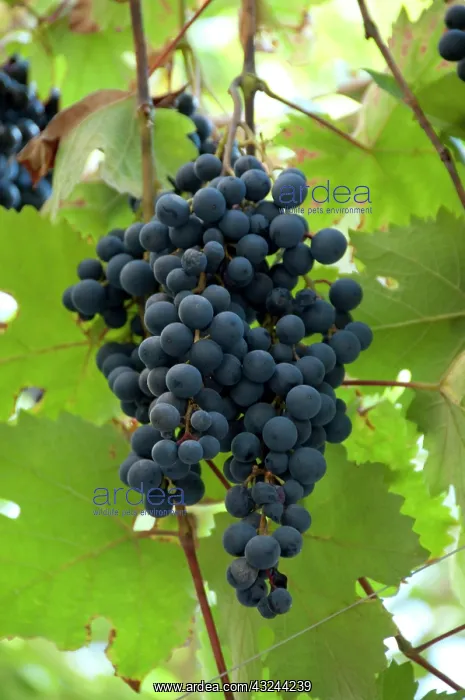 : Germany, Franconia, Wertheim. Grapes used : Germany, Franconia, Wertheim. Grapes used