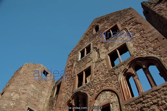 : Germany, Franconia, Wertheim. Ruins of the : Germany, Franconia, Wertheim. Ruins of the