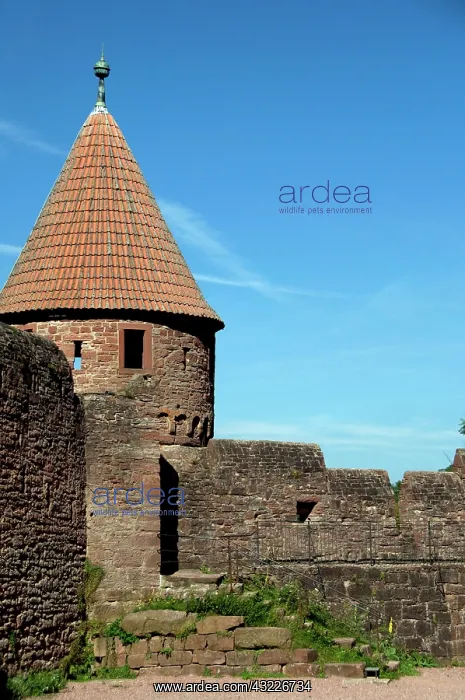 : Germany, Franconia, Wertheim. Ruins of Hohenburg : Germany, Franconia, Wertheim. Ruins of Hohenburg