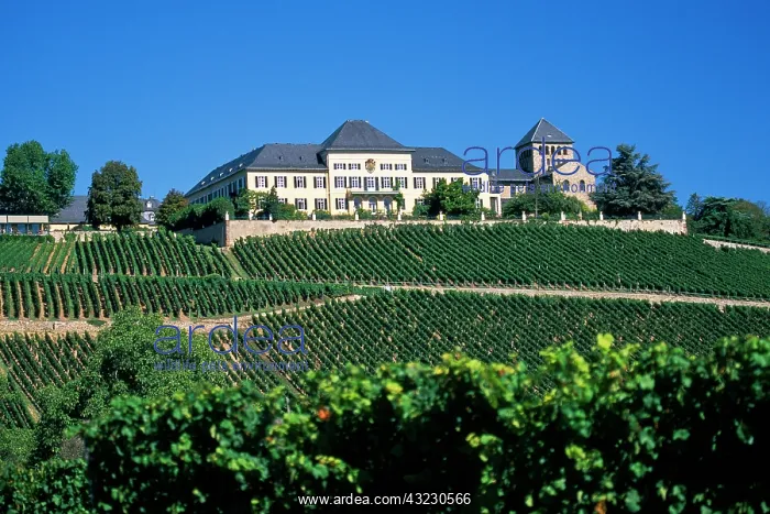 : Germany, Johannisberg, Rheingau region : Germany, Johannisberg, Rheingau region