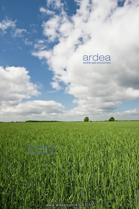 : Germany, Niedersachsen, Bergen. Farm Field : Germany, Niedersachsen, Bergen. Farm Field