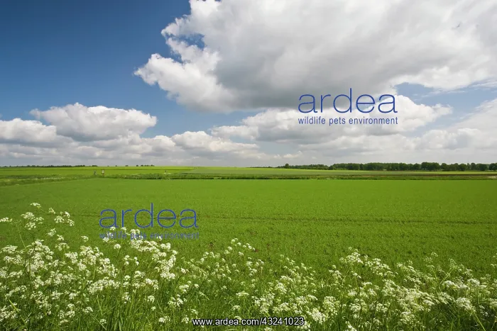 : Germany, Niedersachsen, Bergen. Farm Field : Germany, Niedersachsen, Bergen. Farm Field