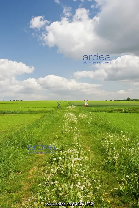 : Germany, Niedersachsen, Bergen. Farm Field : Germany, Niedersachsen, Bergen. Farm Field