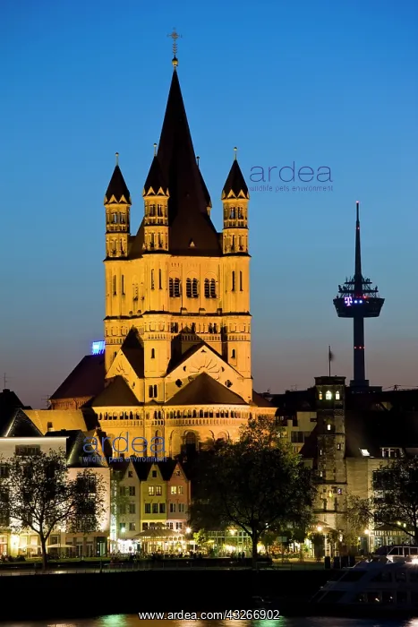 : Germany, Nordrhein-Westfalen, Cologne. Gross : Germany, Nordrhein-Westfalen, Cologne. Gross