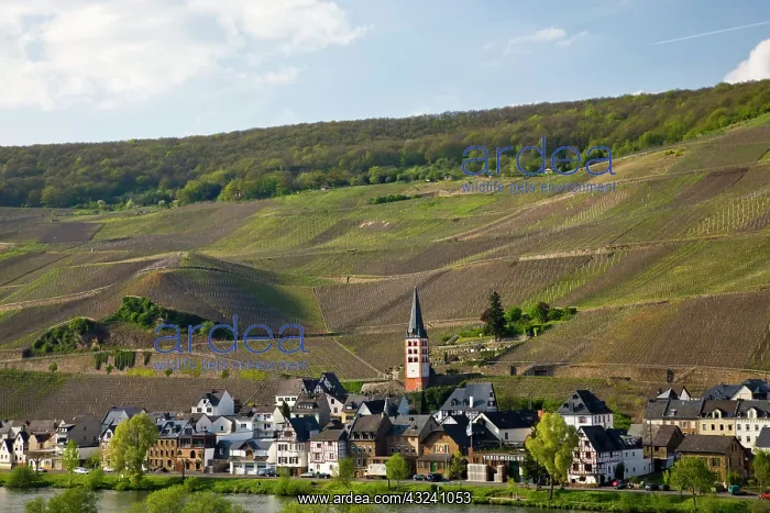 : Germany, Rheinland-Pfaltz, Mosel River Valley : Germany, Rheinland-Pfaltz, Mosel River Valley