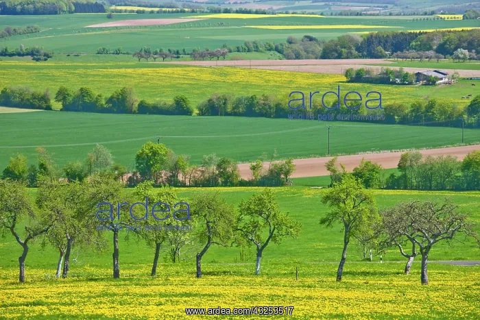 : Germany, Rheinland-Pfaltz, Mulbach. Fields : Germany, Rheinland-Pfaltz, Mulbach. Fields